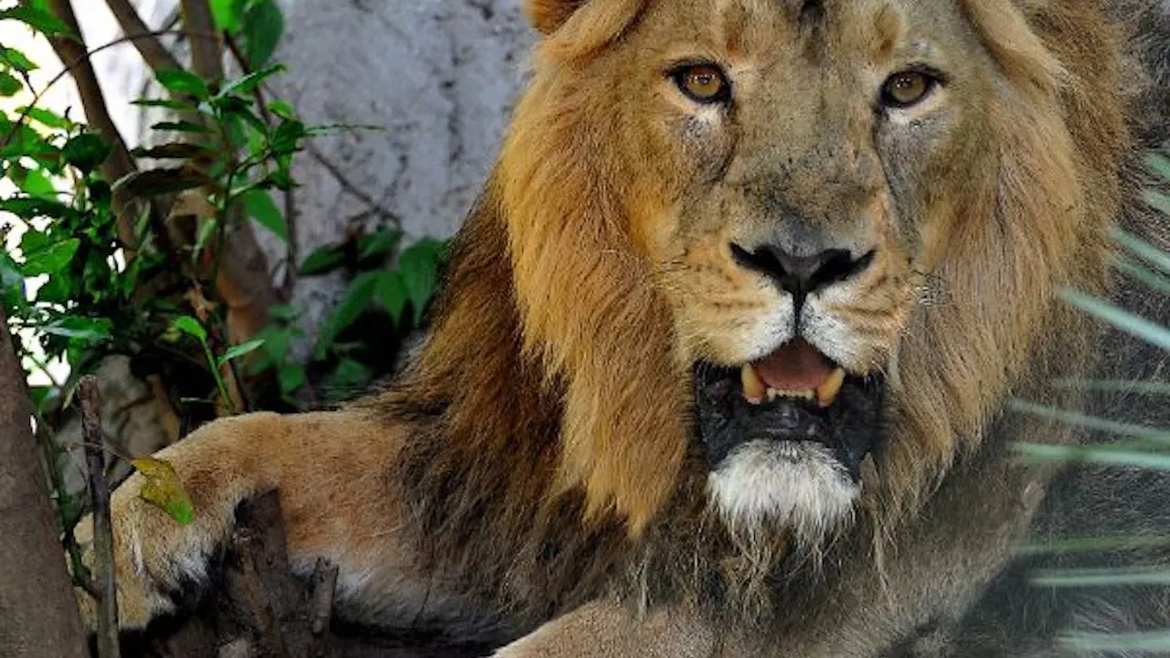 Bioparco: The Zoo of Rome - Photo 18
