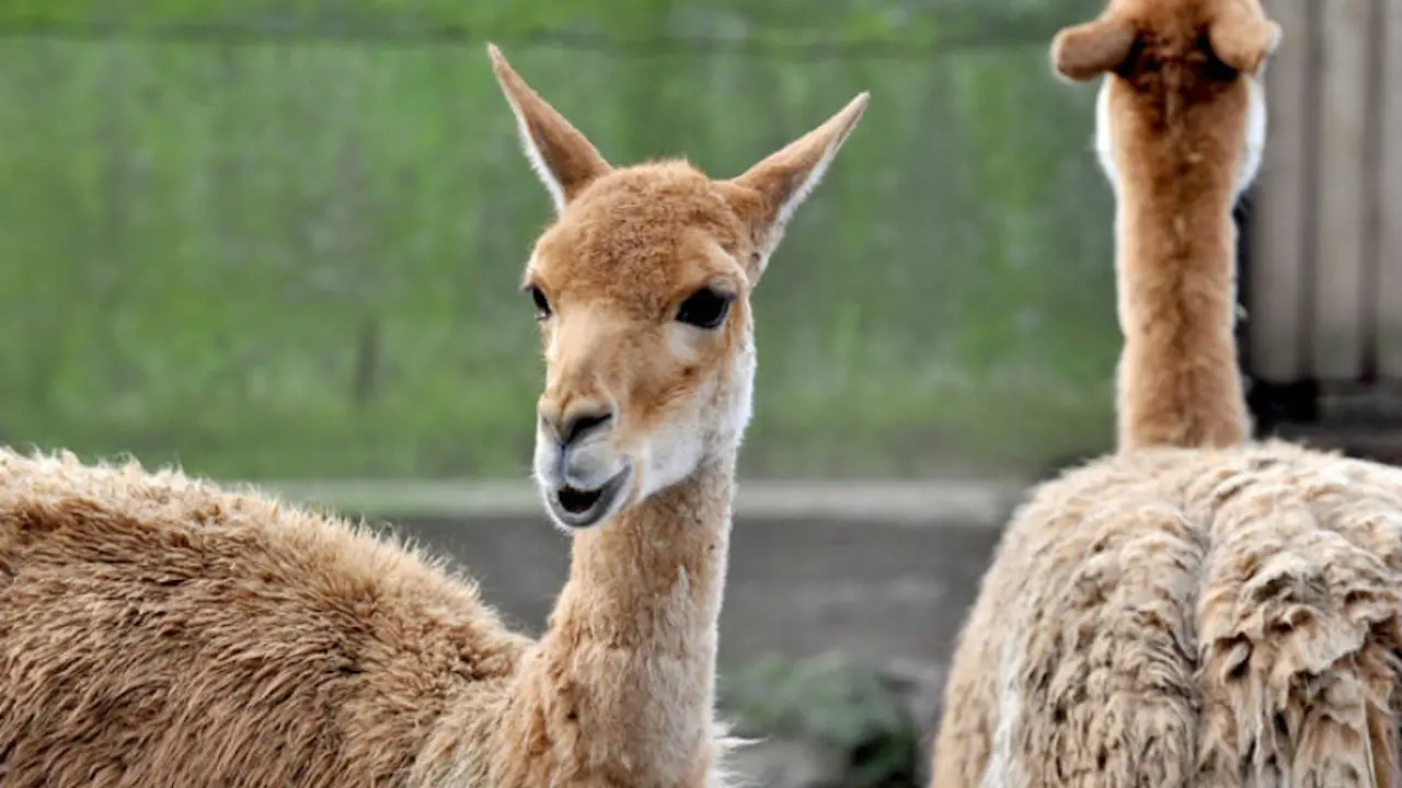 Bioparco: The Zoo of Rome - Photo 9