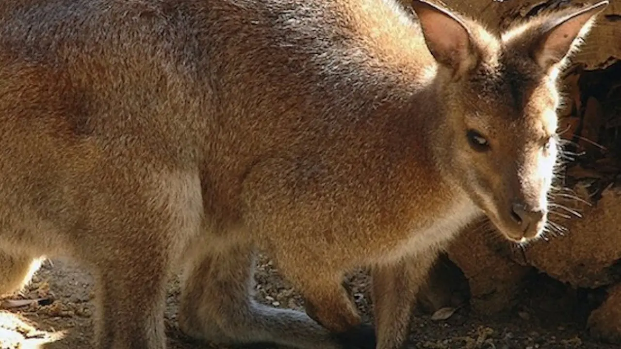 Bioparco: The Zoo of Rome - Photo 12